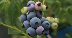 boost your focus naturally simple remedies for clearer concentration