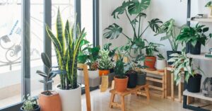 effortless ways to grow indoor plants and make your space green