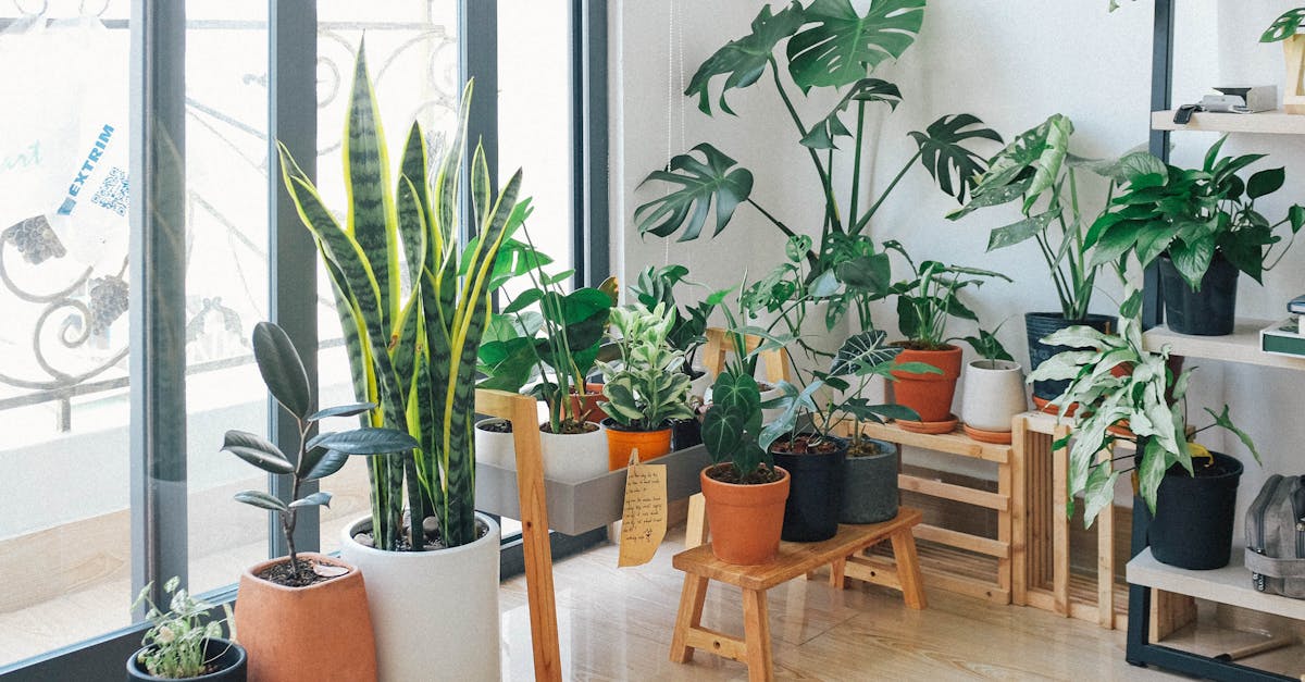 effortless ways to grow indoor plants and make your space green